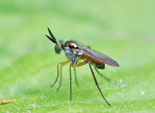 Rhaphium sp.